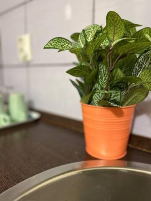 A13 Parliament Sunflower Cozy Apartment Budapest Eksteriør bilde